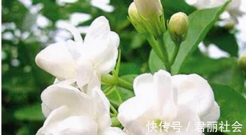 葡萄|最有营养的3种食物,美容养生、滋润肌肤,爱吃就赚了!