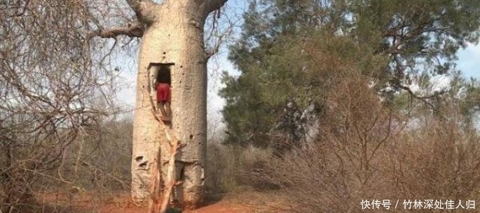 非洲的万能树,不仅能当水缸用,还能够当房子住!