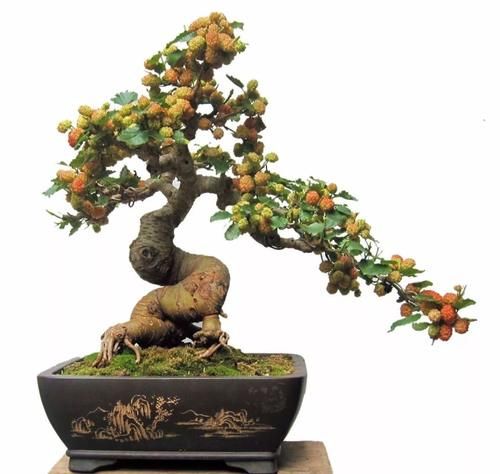 桑树盆景制作＋养护，红配绿，经典盆景树种