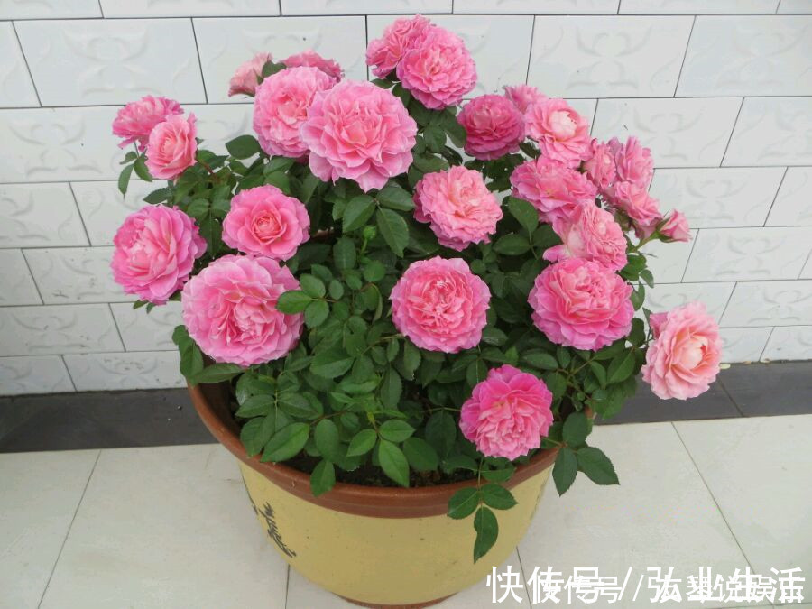 盆栽|花大香浓,漂亮不输玫瑰,植株低矮,四季有花开,盆栽养花选这种