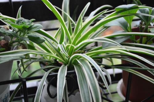 家里吊兰干尖黄叶，用这4招来改善，砰砰返青油亮亮