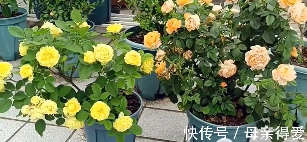 阳台党花友养月季，这两款是首选，节省空间，开花勤快