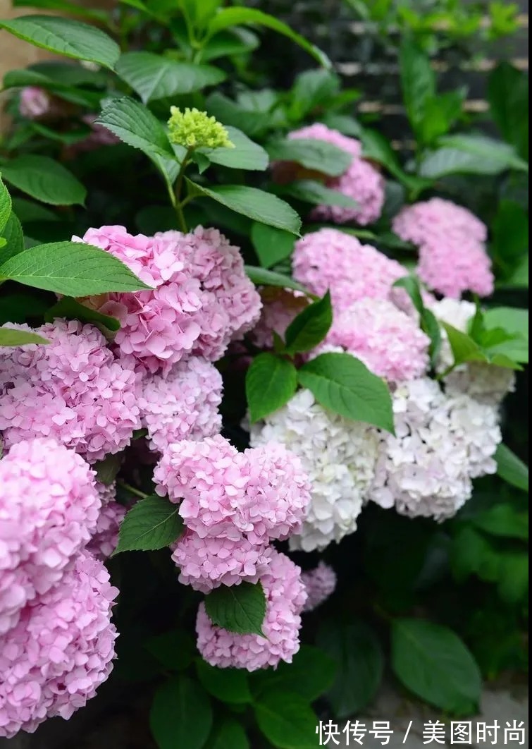 防腐木|为了这个45㎡小院子,坚持买了一楼,打造成花园后比别墅还好看