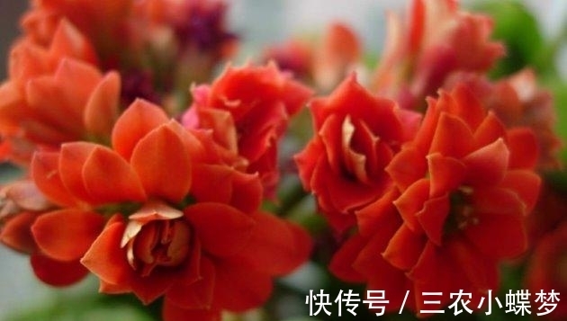 湿润|长寿花就该这样养, 阳台变成了烂漫“花海”!