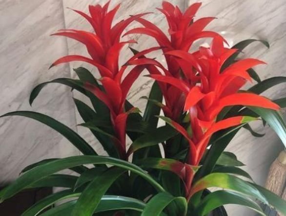 养花就选4种，沾土就活，给点阳光就灿烂，开花不断！