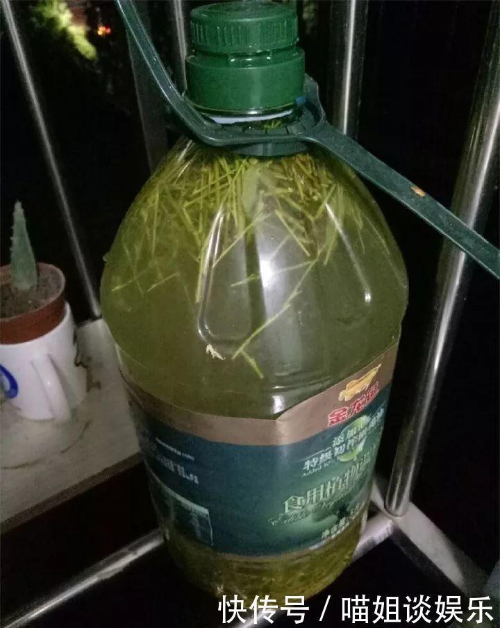 它是天然“生根剂”,给花浇一点,根系壮猛发芽!