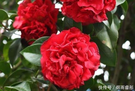 5种花,开花吉祥又喜庆,年年开花美翻,寓意超好的