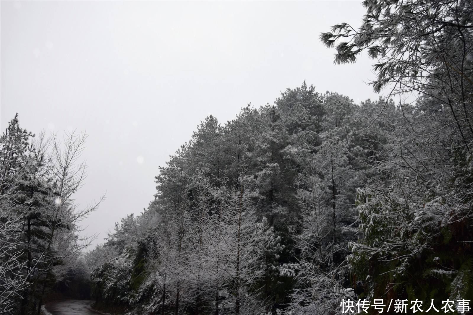 白茫茫|四川广元：苍溪发生了什么？到处都是白茫茫的，人们却不淡定了