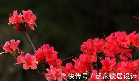 马蹄莲|农历6月28号起,最适合养这些花,四季开花不断,开花美长势旺