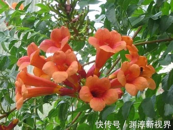 庭院地栽这些花卉想要养成花墙该怎么办做到如此就够了