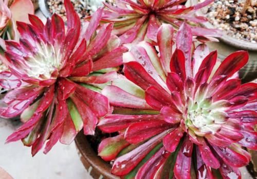 唐长老|有朋友来家里，看到你养的多肉然后开口问你要，你给还是不给呢？