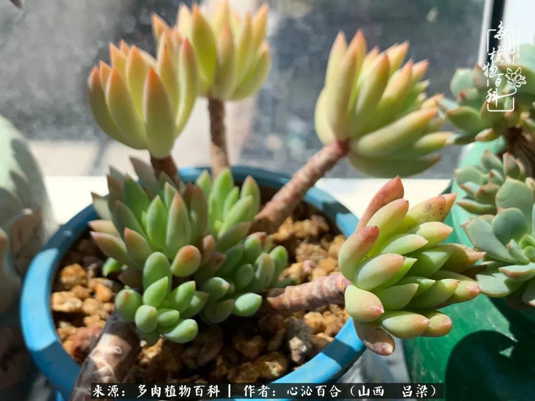 夏季的多肉,绿色才是主色调!努力呵护,期待绽放的那一刻!