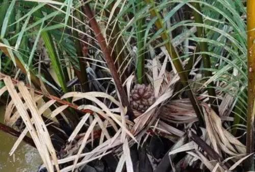 抢手货|比小龙虾更“可怜”的水果国外少数人吃,在中国却成“抢手货”