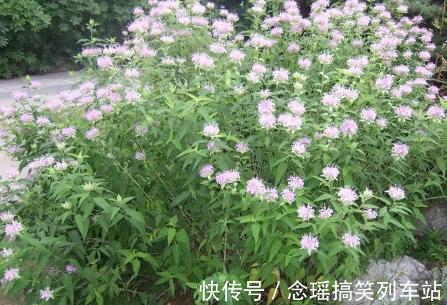 薄荷不仅可以食用观叶,这种薄荷清热解毒,还能一团团的开花