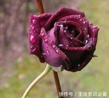 玫瑰花,最美的“4种”,随便养一盆,比香水好闻,比牡丹更好看!