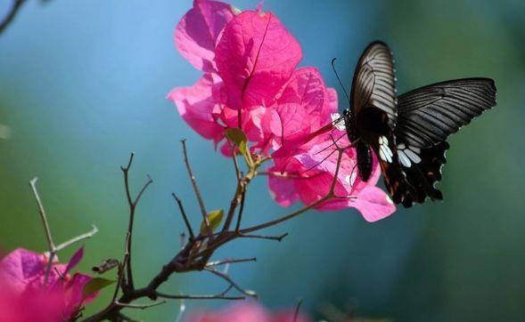 几种植物养在阳台,花色繁多易爆盆,娇艳欲滴,开出一片花海