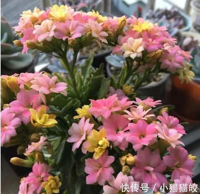 2种花，一根枝条插盆里就活，开花漂亮又好养，家家必备