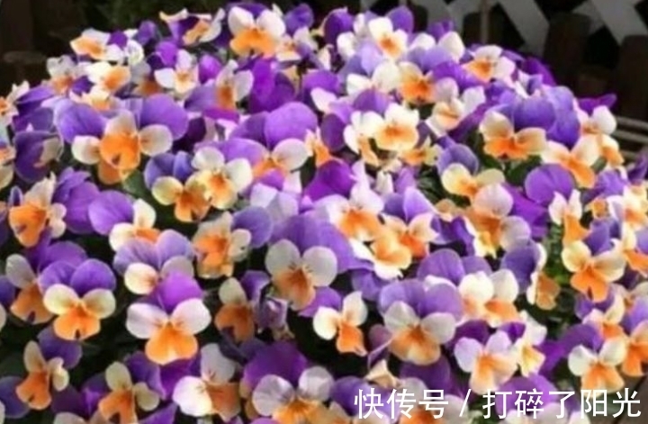 养分|4种花很好养,耐热耐晒更耐旱,养一盆一年四季都在开!