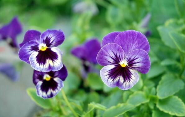 想养花试试“它”花语无条件的爱，开花一朵三色，养上超值