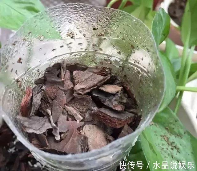 生根|矿泉水瓶有“大作用”,10个“用法”最经典,可以种豆芽、养花