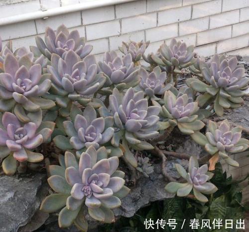 多肉|吴小姐想买盆胧月,带回家发现是冬美人,哭笑不得,太难区分了