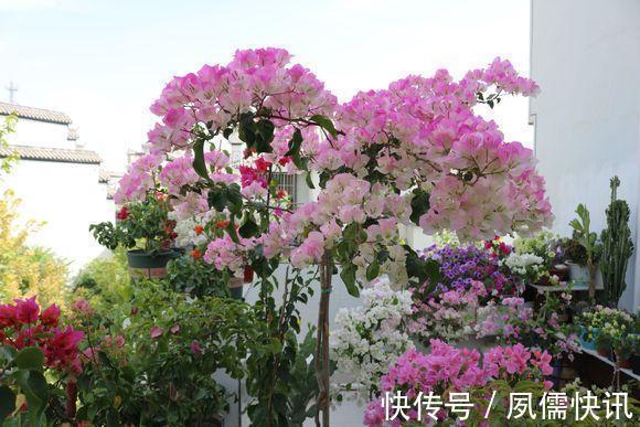 三角梅叶子“掉光牙”，4个方法“大拯救”，冒出新芽全是花