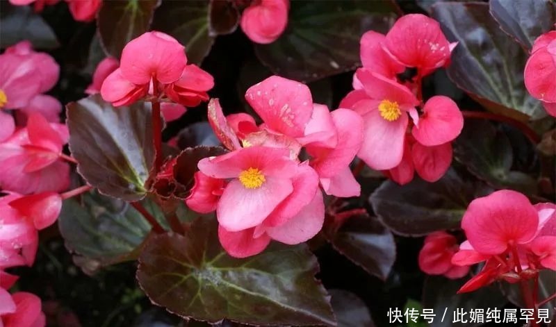 春天养花,不妨养这几种,花色艳丽怡人,如娇艳美人般翩翩起舞