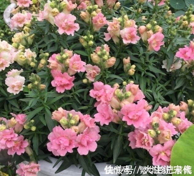 香蕉皮|养什么花，都可以用“1斤香蕉皮”，能让叶子更油绿，开花爆满盆