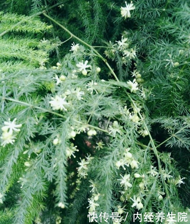 张大爷家文竹养6年,长到1米5,变成粗壮、翠绿盆栽,年年开花!