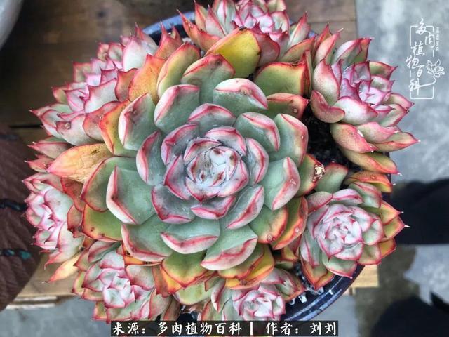 爱多肉,爱生活,我们是一群快乐的养肉人!