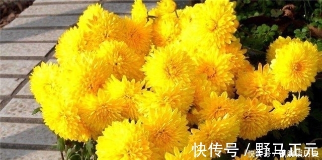 美句@杨万里奇诗美句赏菊四首:菊花自择风霜国,不是春光外菊花