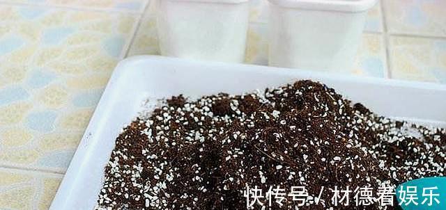 透水性|养花配土加点“它”，土壤透气有营养，根系满盆，植株健壮开花多