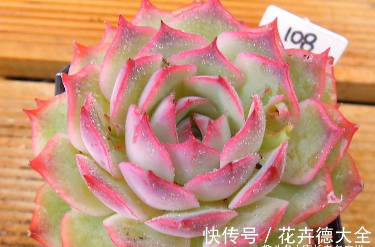 在找有颜值又好养，还容易养成捧花状的多肉？那就是粉色提示了！