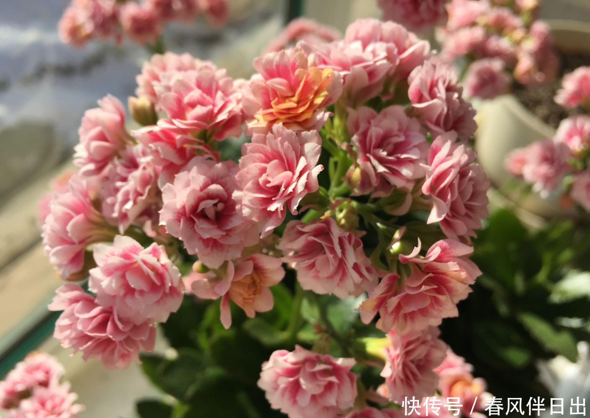 冬天花开败了怎么办？修剪施肥好好管理，还能再开一茬