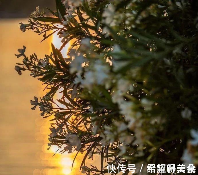 马鞭草|仲夏松江，花开正盛，夏雨荷，今天就能满足你→！