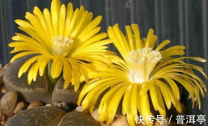 屁股|女子路遇成精怪石,形似屁股样貌奇特,带回家去却笑开了花