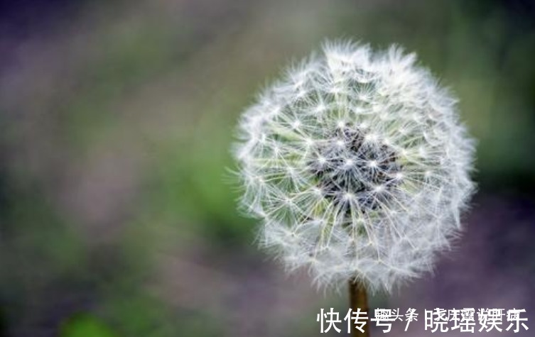 养肝护肝|泡枸杞时加一宝,肝毒跑了,远离肝硬化、肝癌,肝会跪谢你的恩德