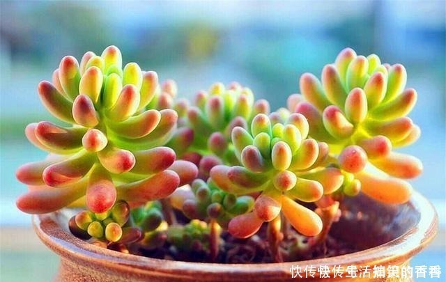 叶片|乙女心是多肉界的“奇葩”，养护方法与众不同，美起来玫瑰都失色！