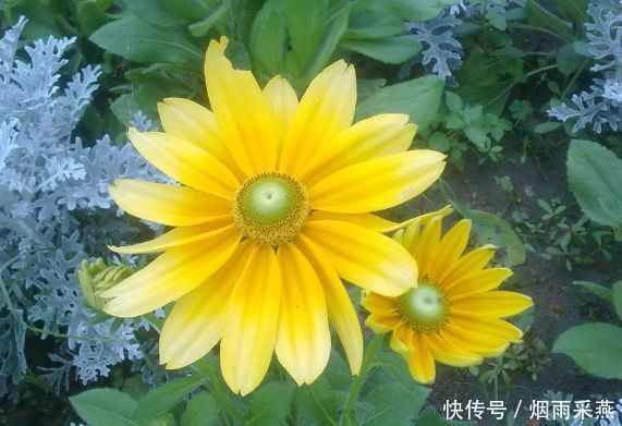 几种花花期长达半年,养在家里繁花似锦,清新脱俗