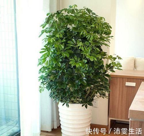 杜鹃|花盆太深真要命，长寿君子兰养1盆死1盆，赶紧换！