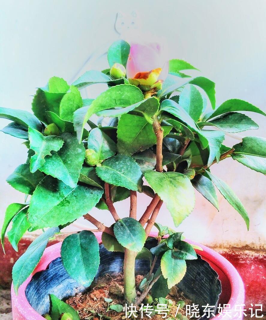 入冬后，想养3种“年宵花”建议早点买，晚了花钱多，还不合适