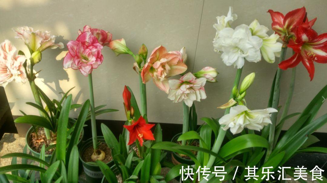 养花技巧：养花别用这种盆，养啥死啥，1棵都不剩