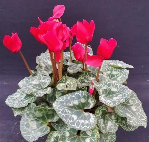 蟹爪兰|3种花很便宜,十元买一盆,开花漂亮又好养