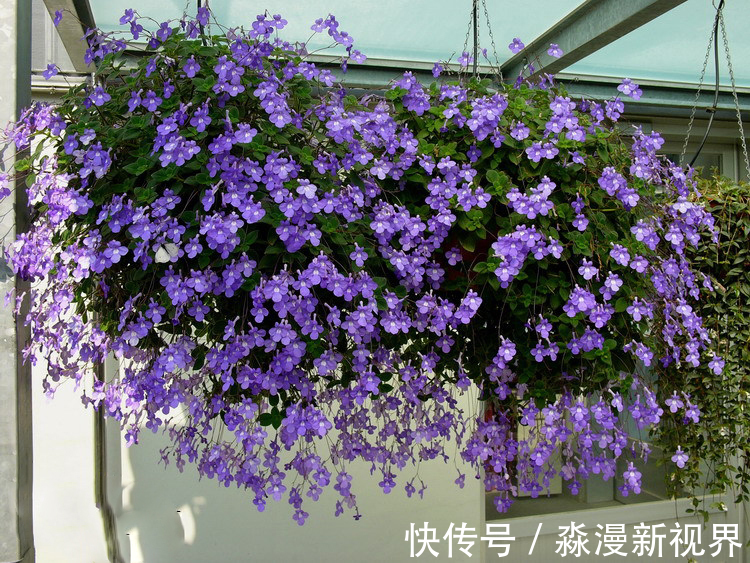 花卉|养花土“别买”，出门挖“2桶”，花卉不烂根、不黄叶，根粗叶绿