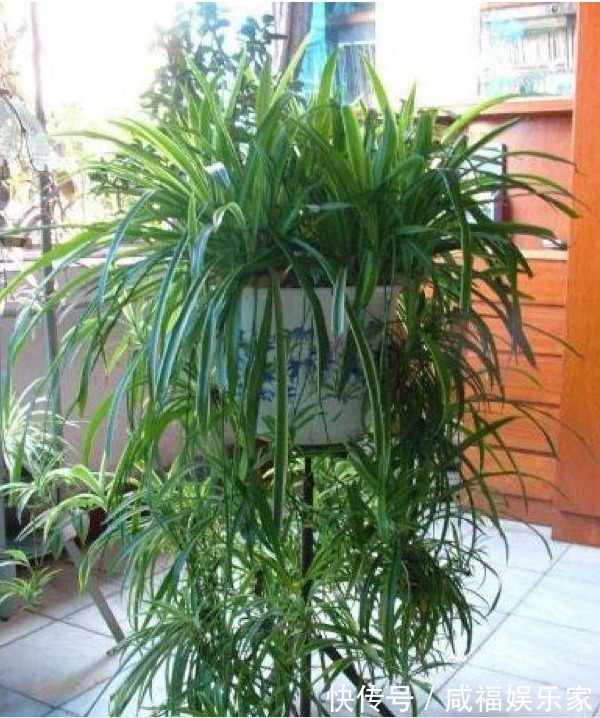 深秋养好花,不能少了“它”,比如绿萝和吊兰就是典型的代表