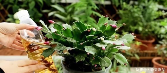 蟹爪兰,7、8月要“静养”,3件事别做,不然叶子薄又红