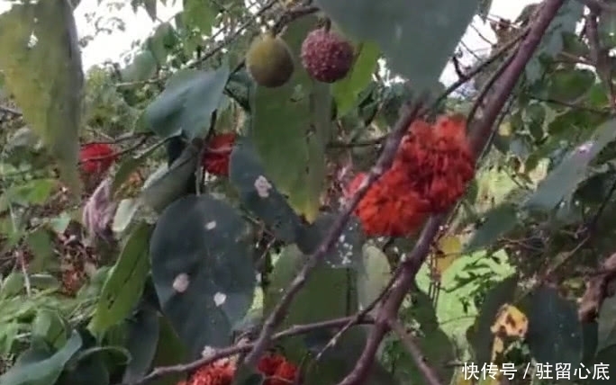 这种野果子一棵树结上千个,红彤彤的看着让人流口水,你见过没