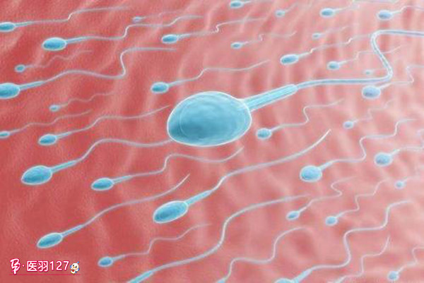 科学|男性精子存活率不高怎么办?如何科学备孕?