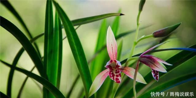 老前辈养兰花,土里加1料,兰根壮,夏不腐,兰叶呼呼长,绿油油