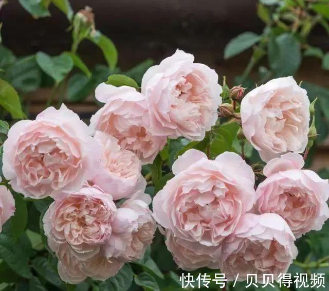 月季种植大忌,月季肥害了怎么办,急救小贴士在此